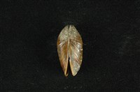 藏品(河殼菜蛤(沼蛤))的圖片